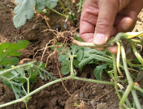 西瓜根系在哪个温度更容易生长?