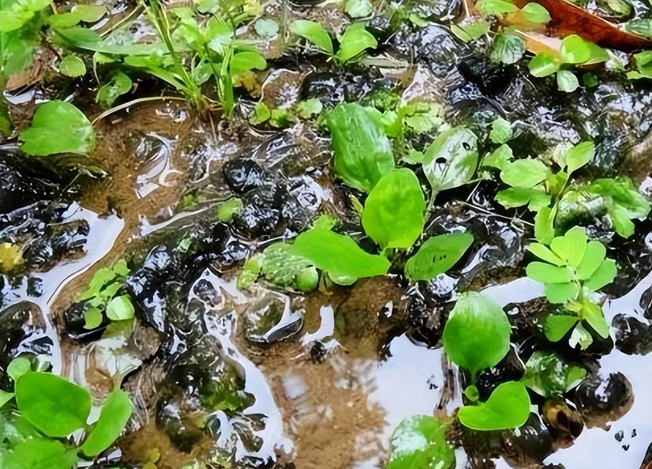 據研究表明,地皮菜中含有大量的抗氧化物質和維生素e,可以幫助增強