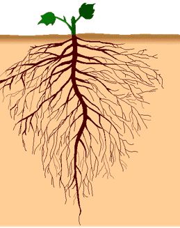 根的向地性生长图解图片