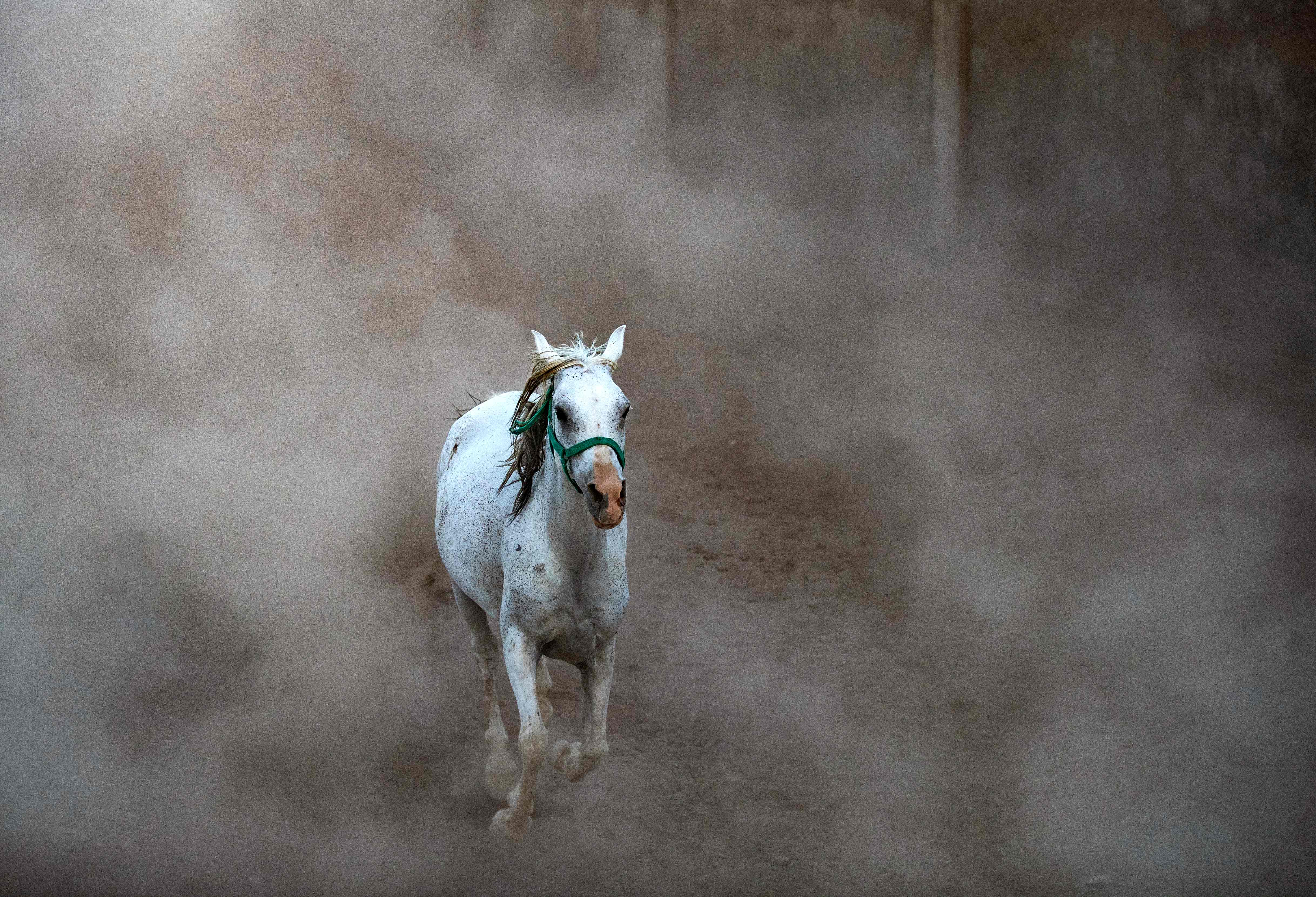 叙利亚:纯种阿拉伯马(4)
