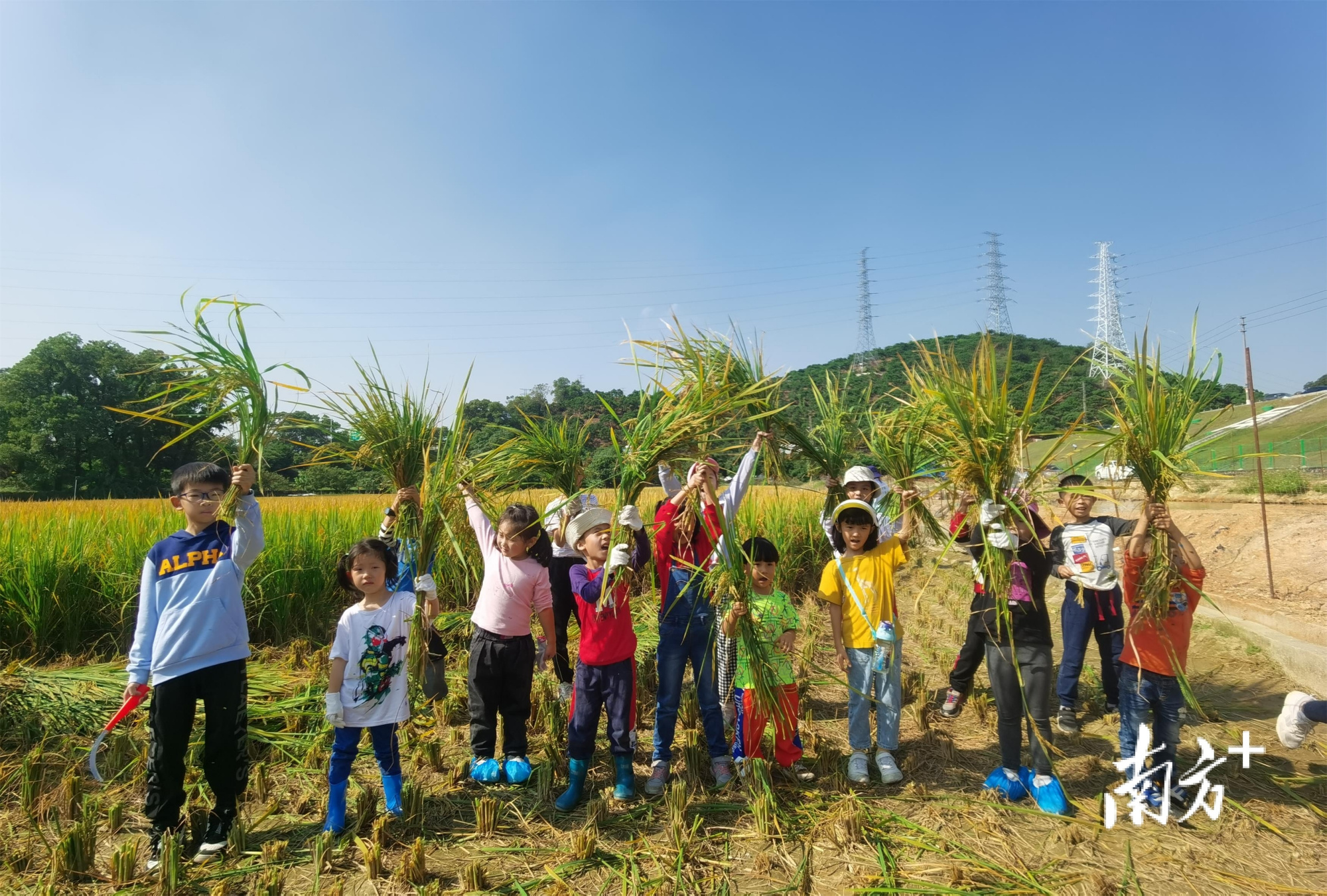 亲子家庭体验收割,长安镇20亩水稻喜获丰收