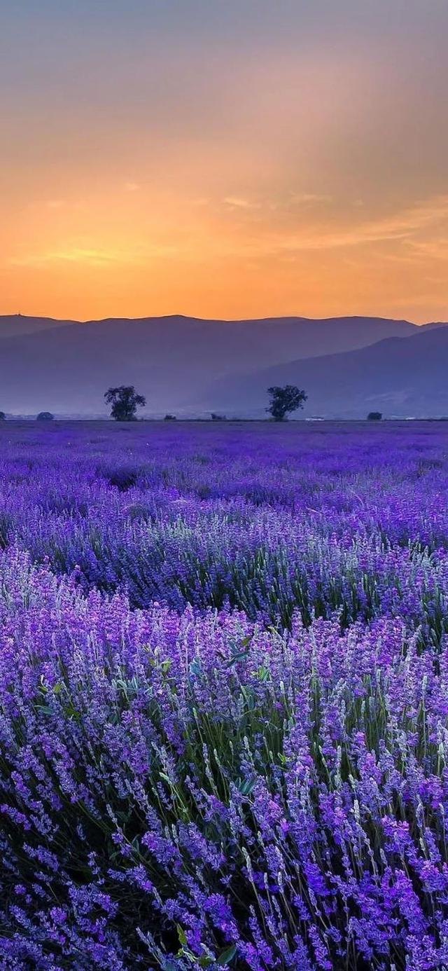 壁纸:彩色壁纸合集,太好看了!