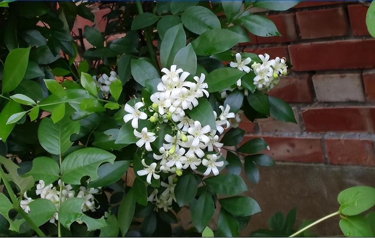 "香水皇后"在阳台放两盆,可以净化空气,关键是适合新手