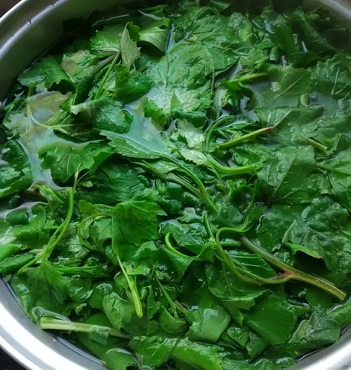 常被忽视的一种野菜入夏抓紧吃比荠菜营养却被当成杂草