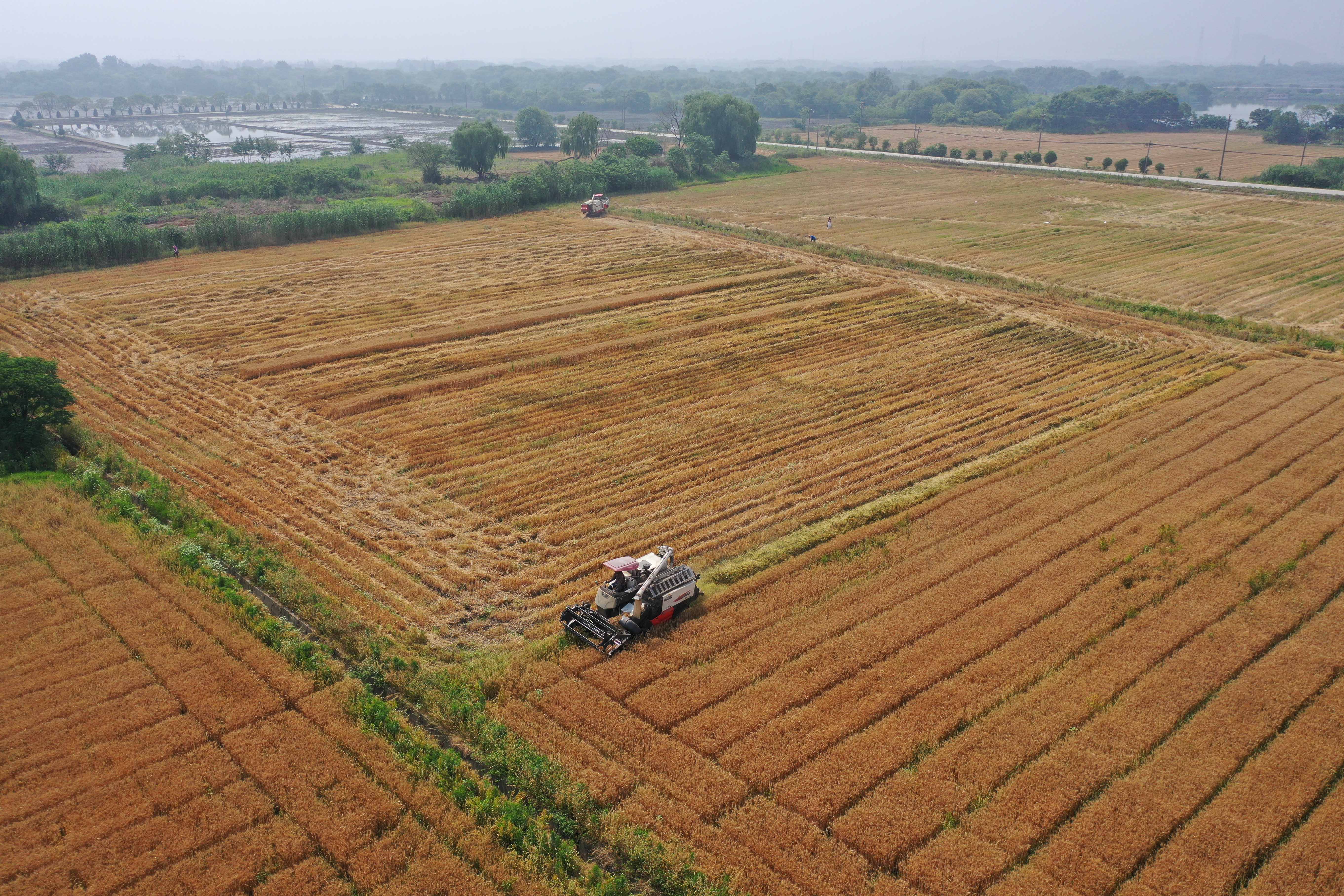 江南麦田收割忙