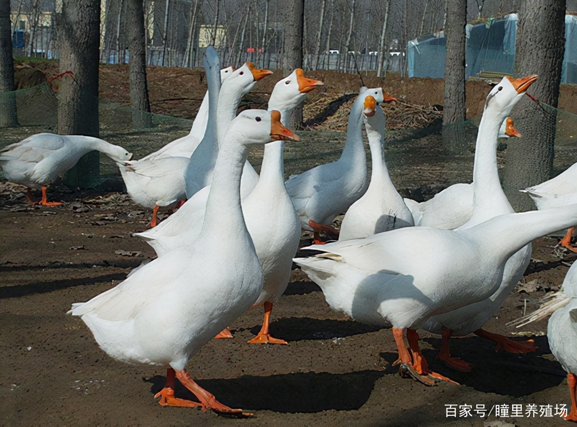 鹅瘫痪了是什么病 小鹅痛风最有效的治疗方法