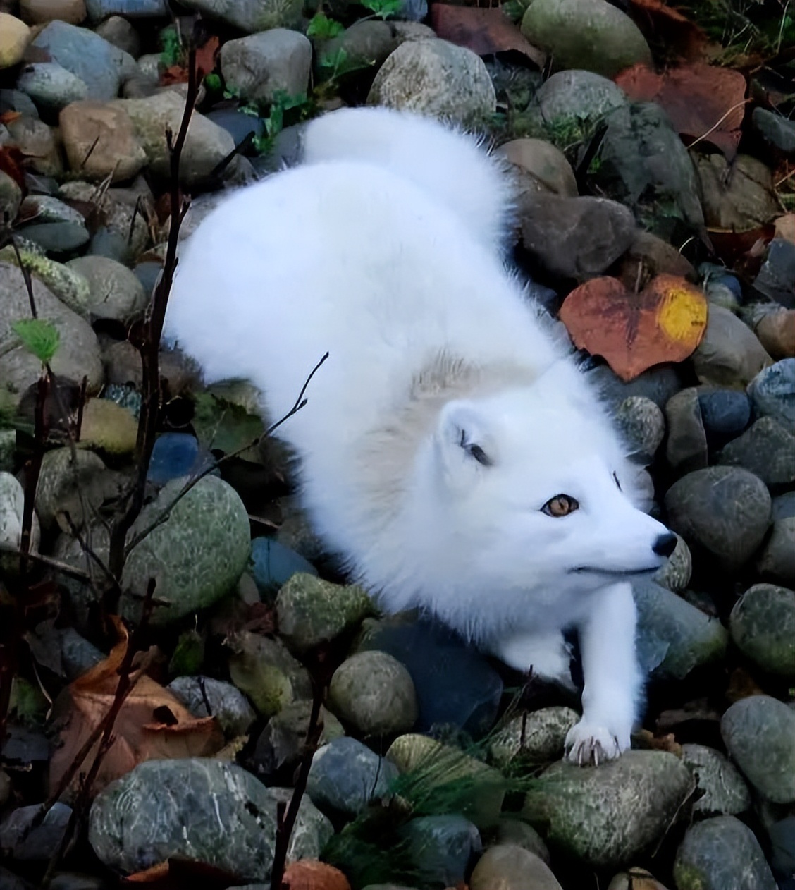 民间故事:白狐落难,男子出手相助,狐狸说:我送你一桩姻缘