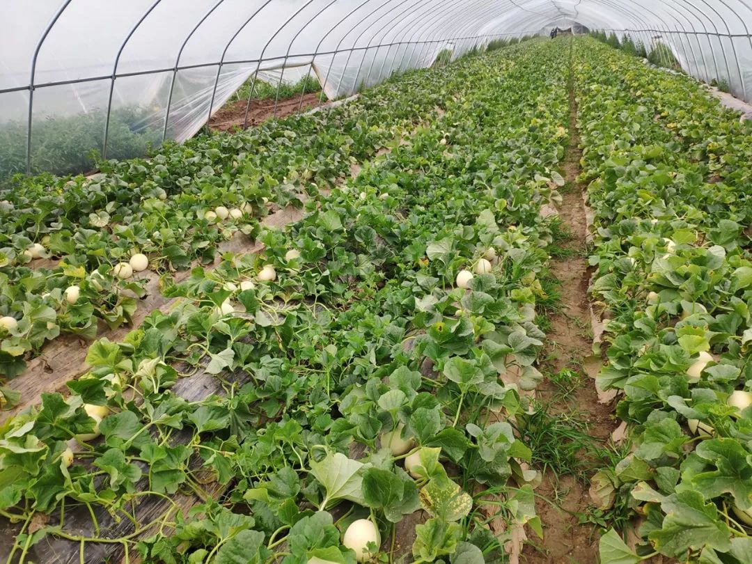 种植甜瓜时,怎样保持酥脆的口感?科学的管理养护是关键