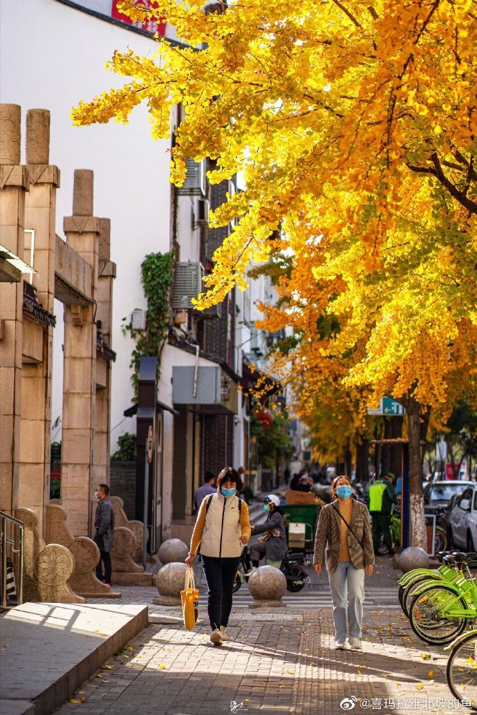市井长巷,聚拢来是烟火,苏州定慧寺巷的银杏,总能惊艳岁月