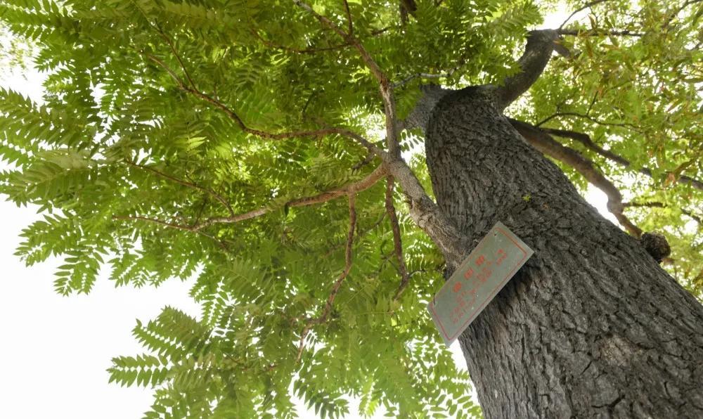 "坟前种三树,子孙代代富","三树"指什么树?有道理吗?