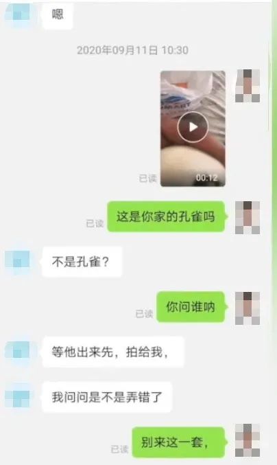 |男子网购孔雀蛋,精心照顾一个月,结果孵出……把网友逗乐了