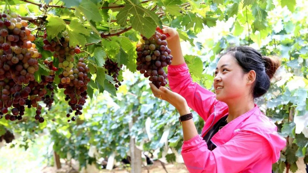 平度大泽山葡萄节,今年首度由青岛市级节庆升格为"国家级"