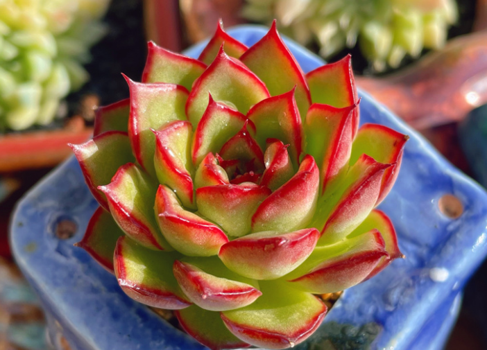 多肉萤火,名字虽说很低调,但养好之后绿体红边敢与"皓月"争辉