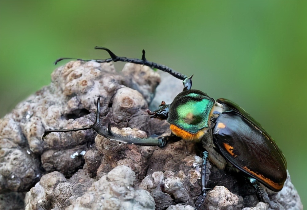 灭绝39年!贵州发现我国特有物种:阳彩臂金龟,有何特点,价值?