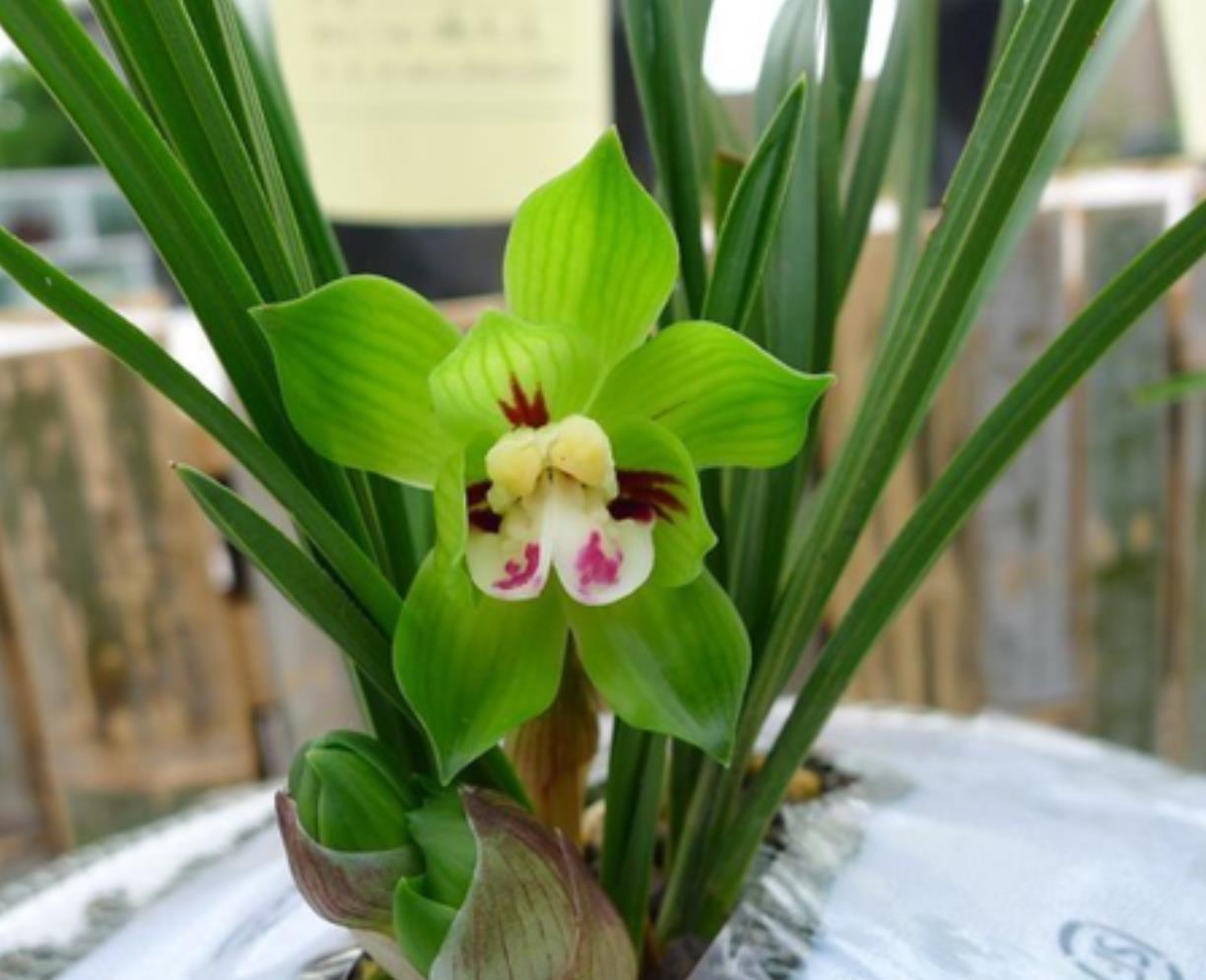 春兰皇后绿云,曾经的极品兰花,现在少抽一包烟便能入手一株