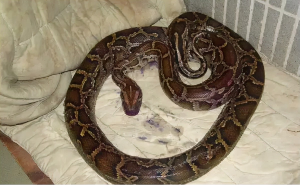 1996年,海南蟒蛇为报恩当"保姆",主人被吃穷,却找到创业之路