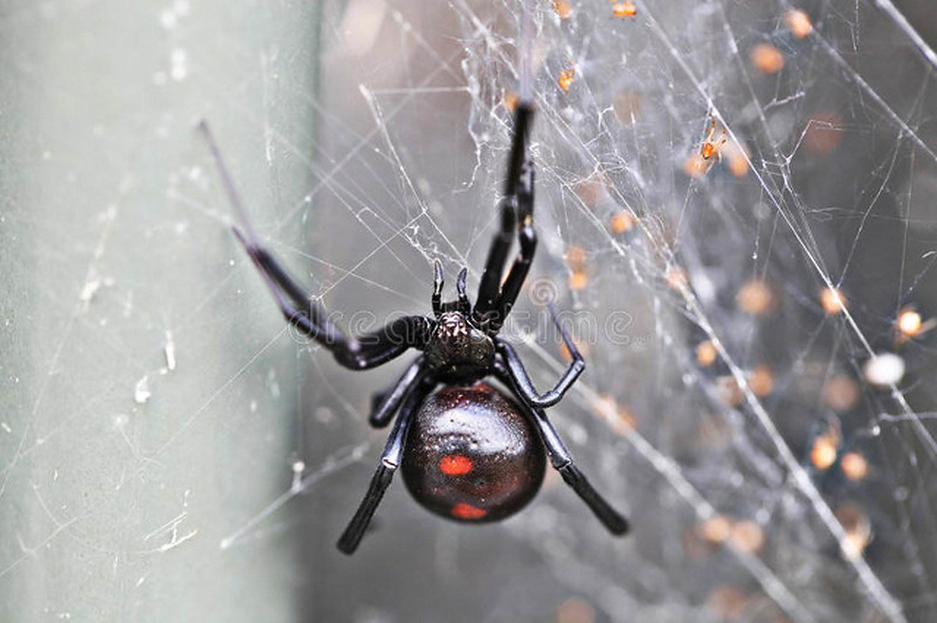 黑寡妇蜘蛛是一种著名毒蛛,广泛分布于我国各地,具有红白斑纹或红褐色