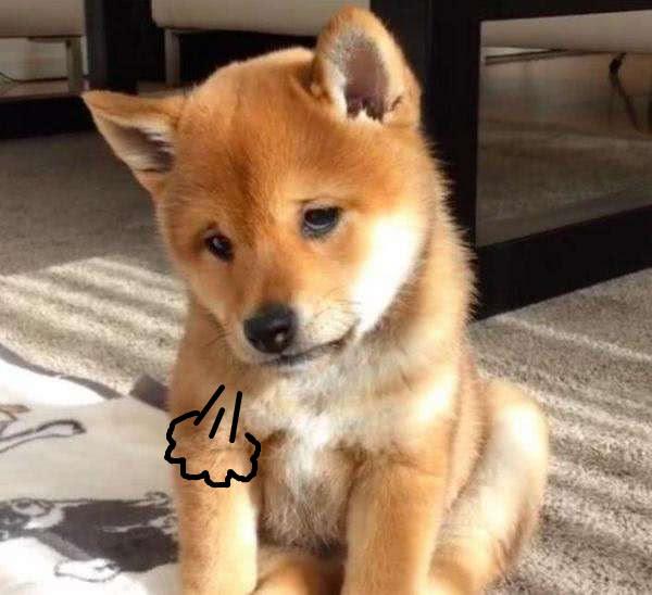 唉!一声轻叹,道尽了内心的无聊与无奈,什么情况下狗子才会叹气