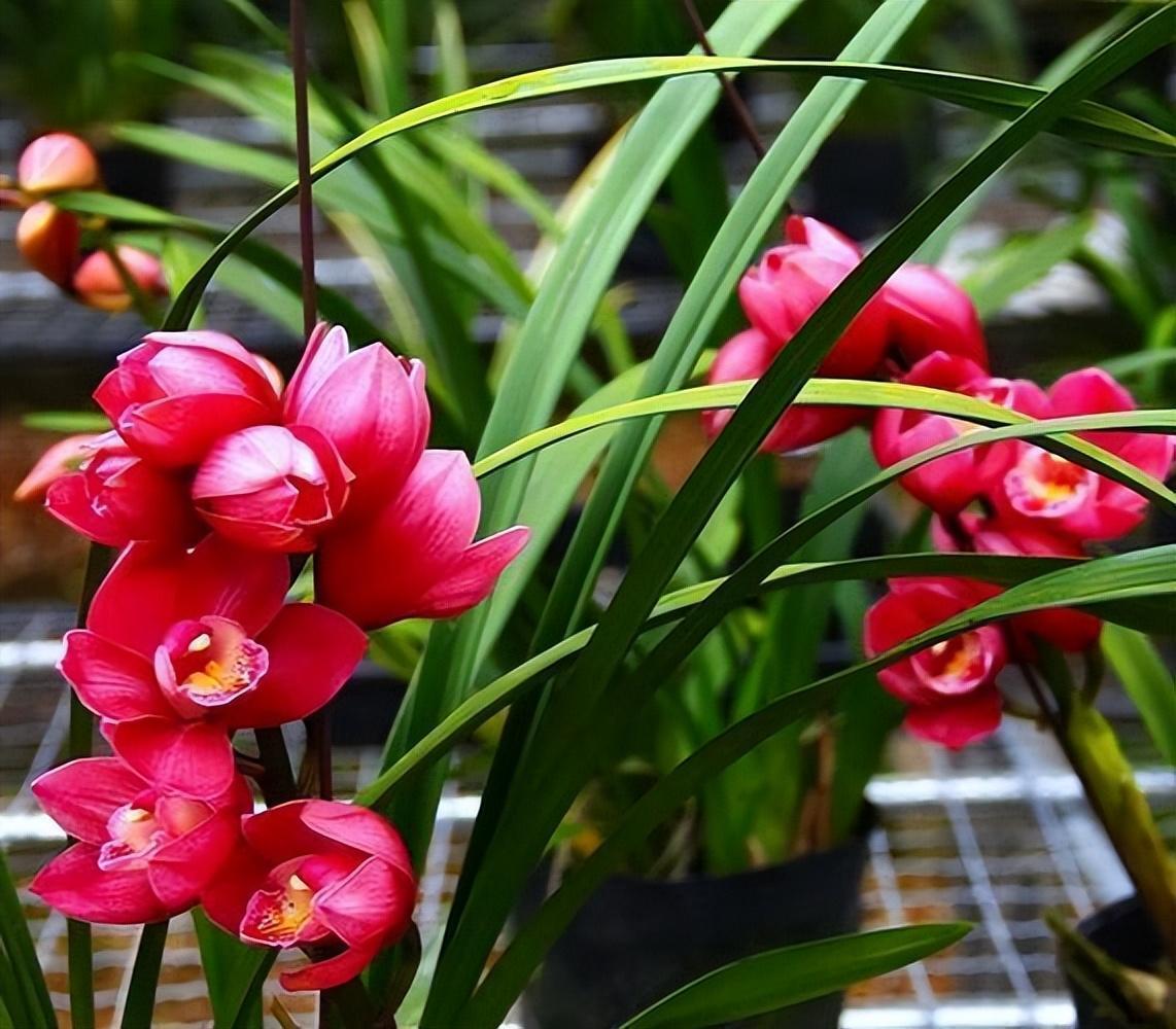 养花就买"大将军",花朵红彤彤,气质高贵典雅,还好养活