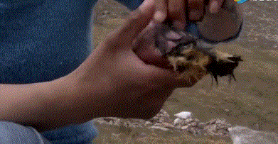 制作方式是准备一头海豹,上述的海雀(侏儒海燕,统称海雀)来100只,因为