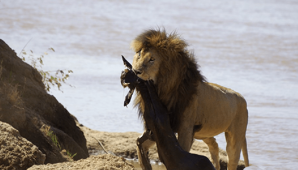 狮王刀疤:狮群称王达9年,同时控制5个狮群,一生为王,终得善终