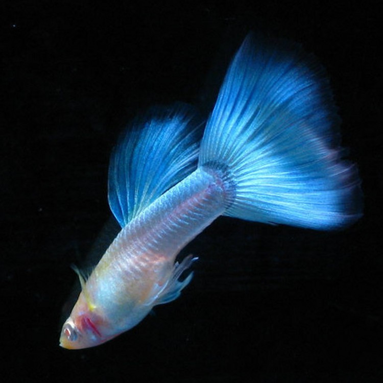 孔雀鱼死了一条需要换水吗?