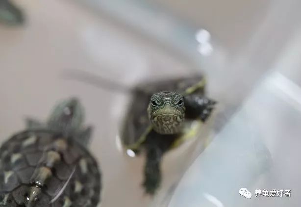养龟界的永恒话题居然是它,没想到啊