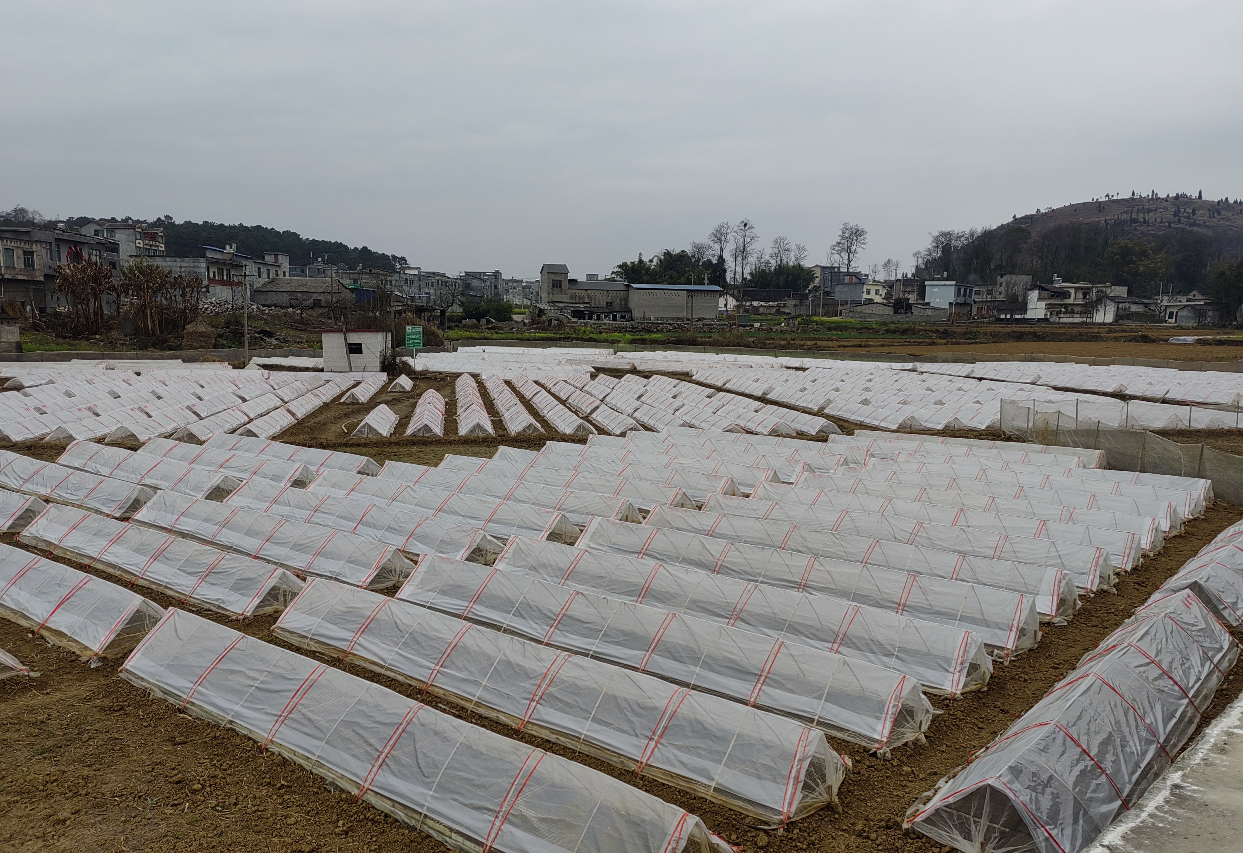 安龙县普坪镇烤烟播种育苗忙