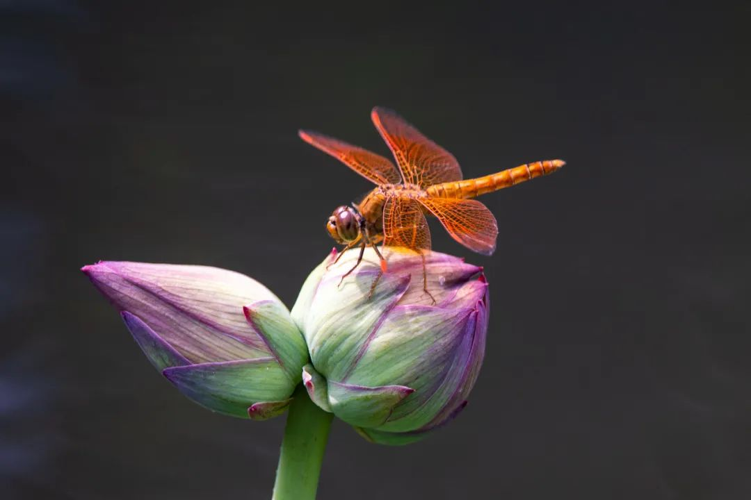 高颜值!千瓣同心莲盛开!