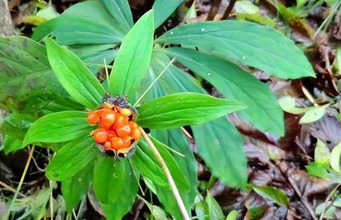 七叶一枝花又名重楼,国家二级保护植物,看到别采挖,后果很严重