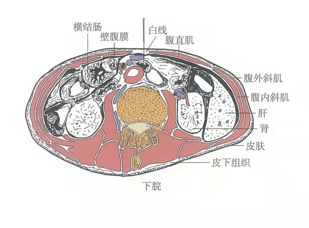 穴位知识:下脘,能健脾和胃,降逆止呕,治脾胃虚弱,消化不良