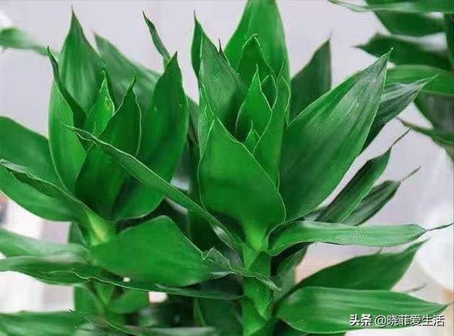 太大的花盆,它的枝条根根分明,就好像一个迷你版的竹子摆放在家里一样