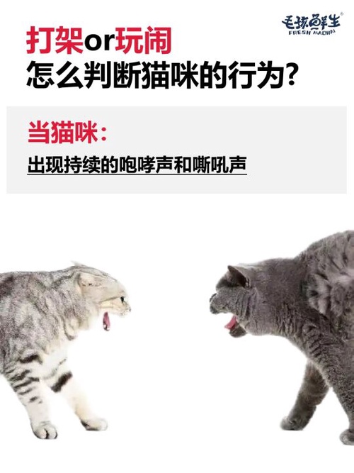 猫打架和打闹的区别:如何辨别猫咪的行为?