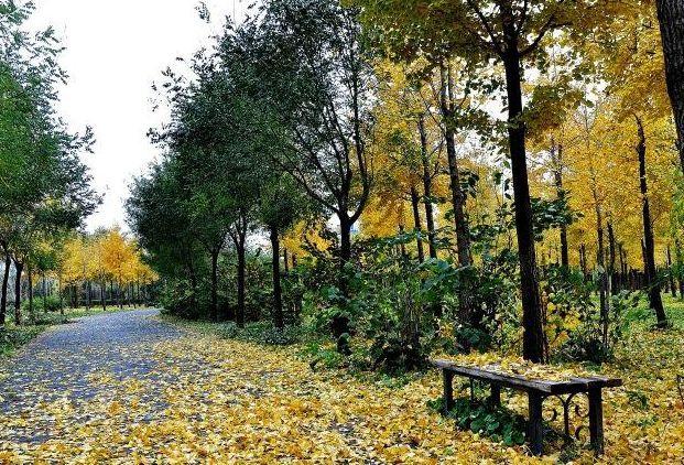 北京西四環一處公園,秋色盛宴不比其它景點遜色,而且還免費