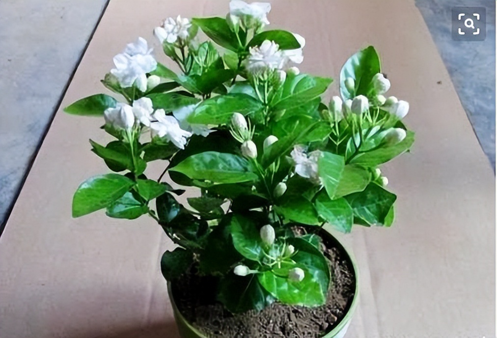 非洲茉莉花的养殖方法和注意事项