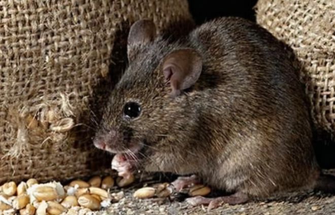 一米长的巨大老鼠是如何拯救人类的?