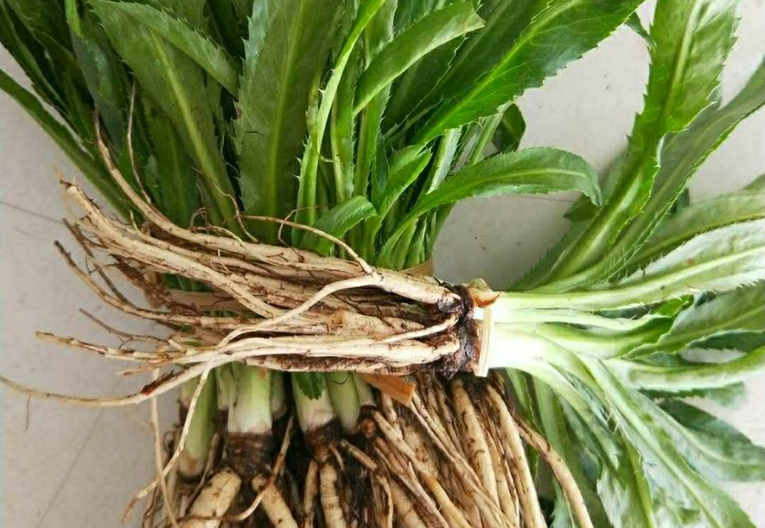 路边一种野菜,俗称"假芫荽",药食两用,若遇到别错过