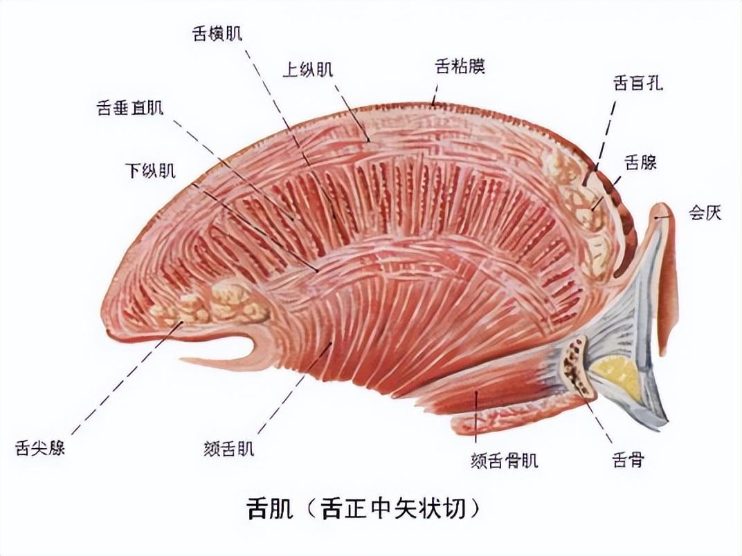 舌头是最强壮的肌肉,为什么人类不进化出用舌头打架?