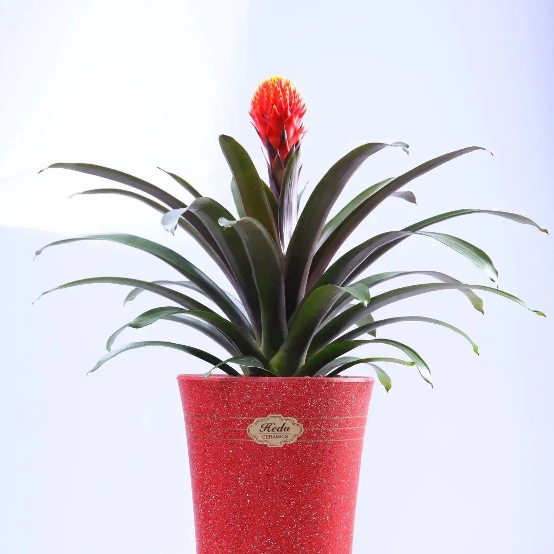 年花开售,线上线下都有安排!