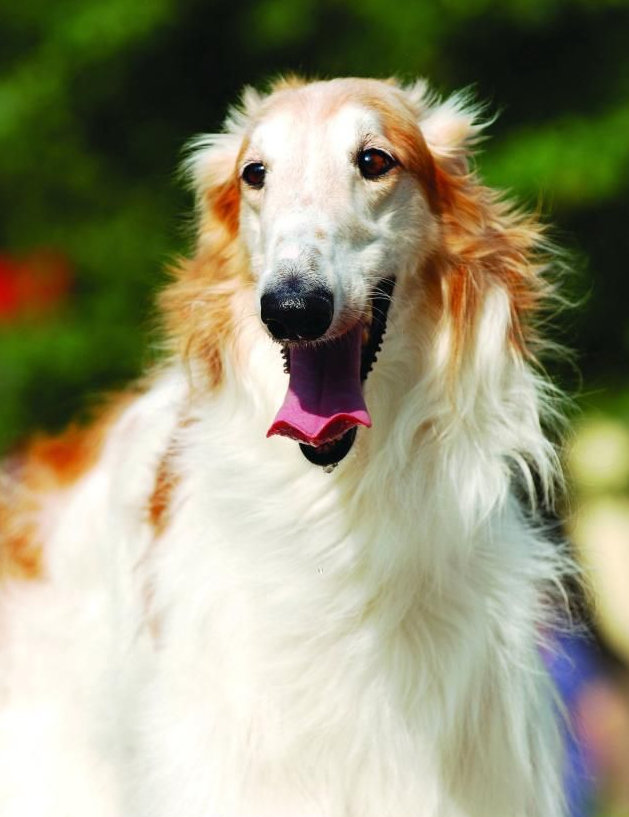 颜值即正义!最优雅高贵的猎犬——波索尔犬!