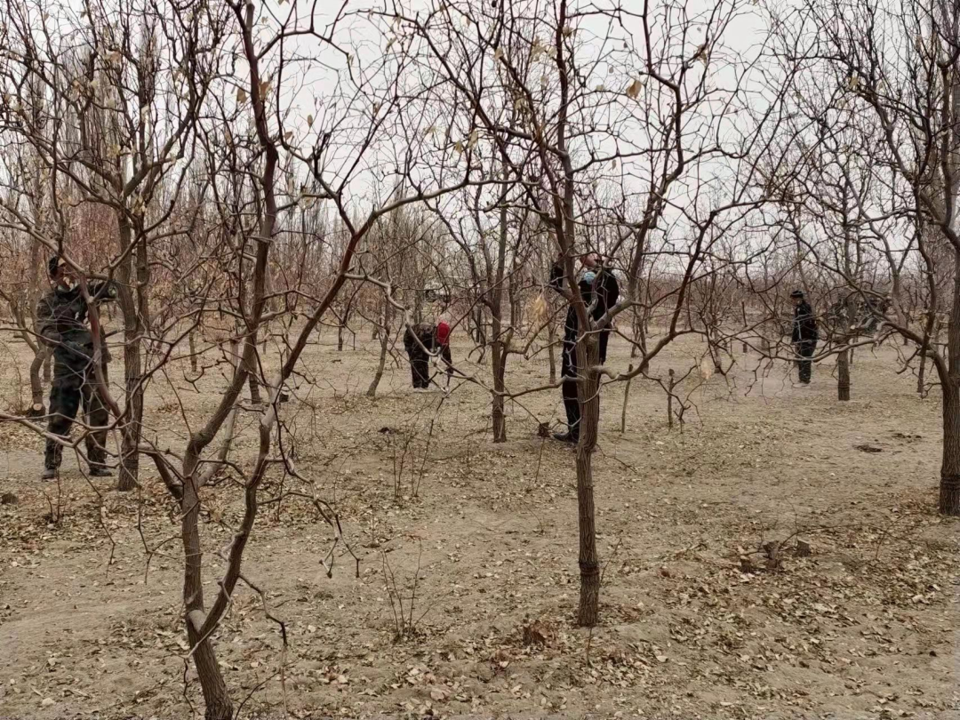 人勤春来早丨枣树修剪正当时
