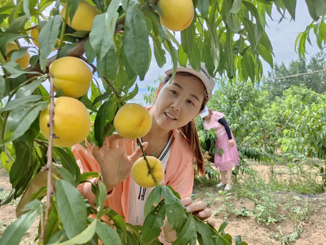 黄桃熟,采摘忙,乡村兴