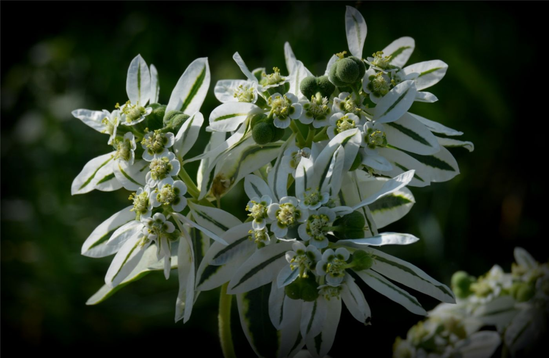 高山积雪又称"叶上白",花不开在枝头,而是开在叶面上