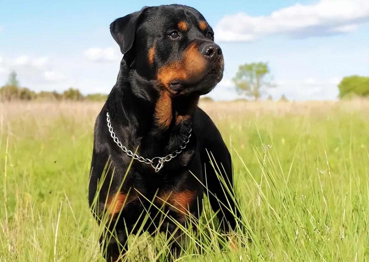 世界上被禁养的六大猛犬你以为藏獒的战斗力真的是吹的吗