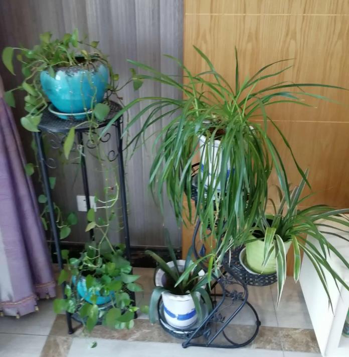 俗语"三绿家中放,福到财势旺",是啥意思?家中的绿植该怎么放