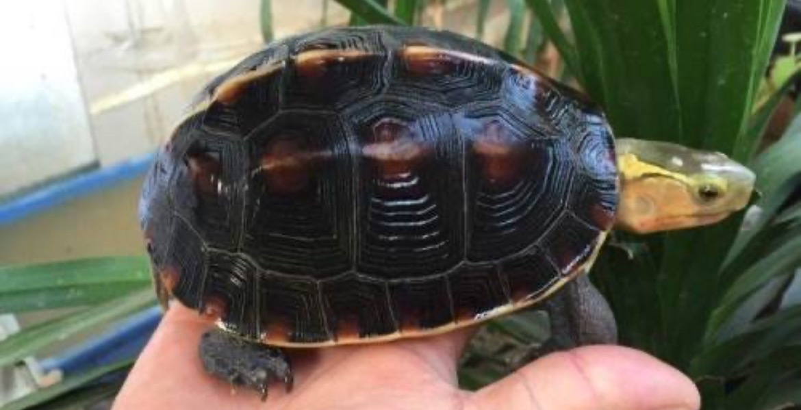 台缘龟和安缘龟的区别有哪些?