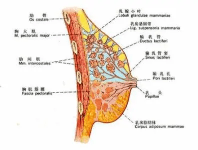 腰腹环吸12个部位图图片