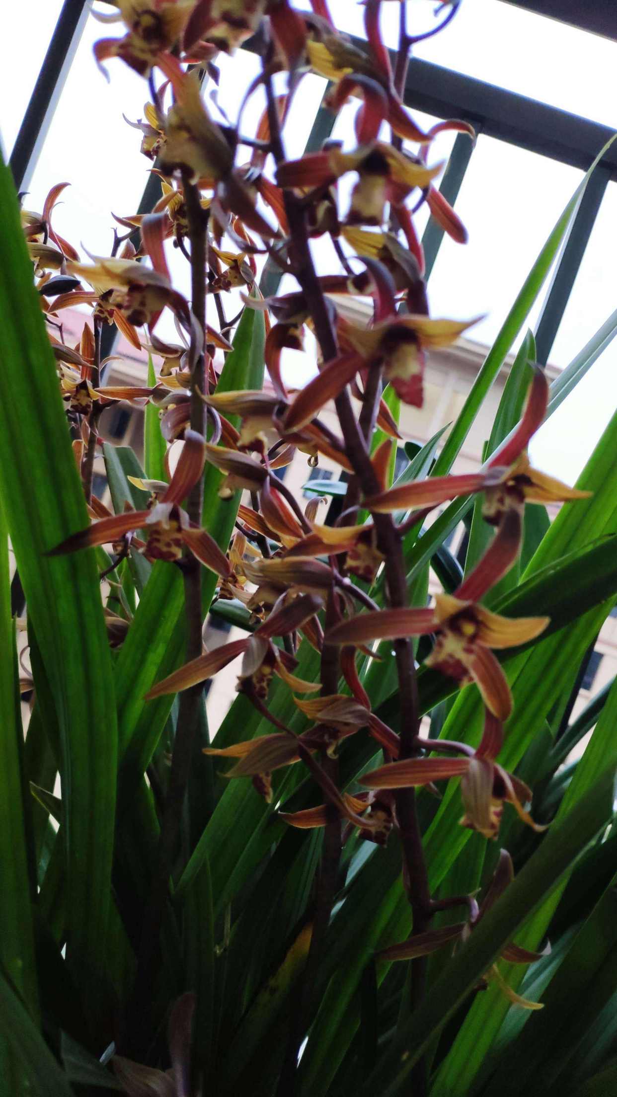 墨兰的花期是多长?一年开几次花呢?