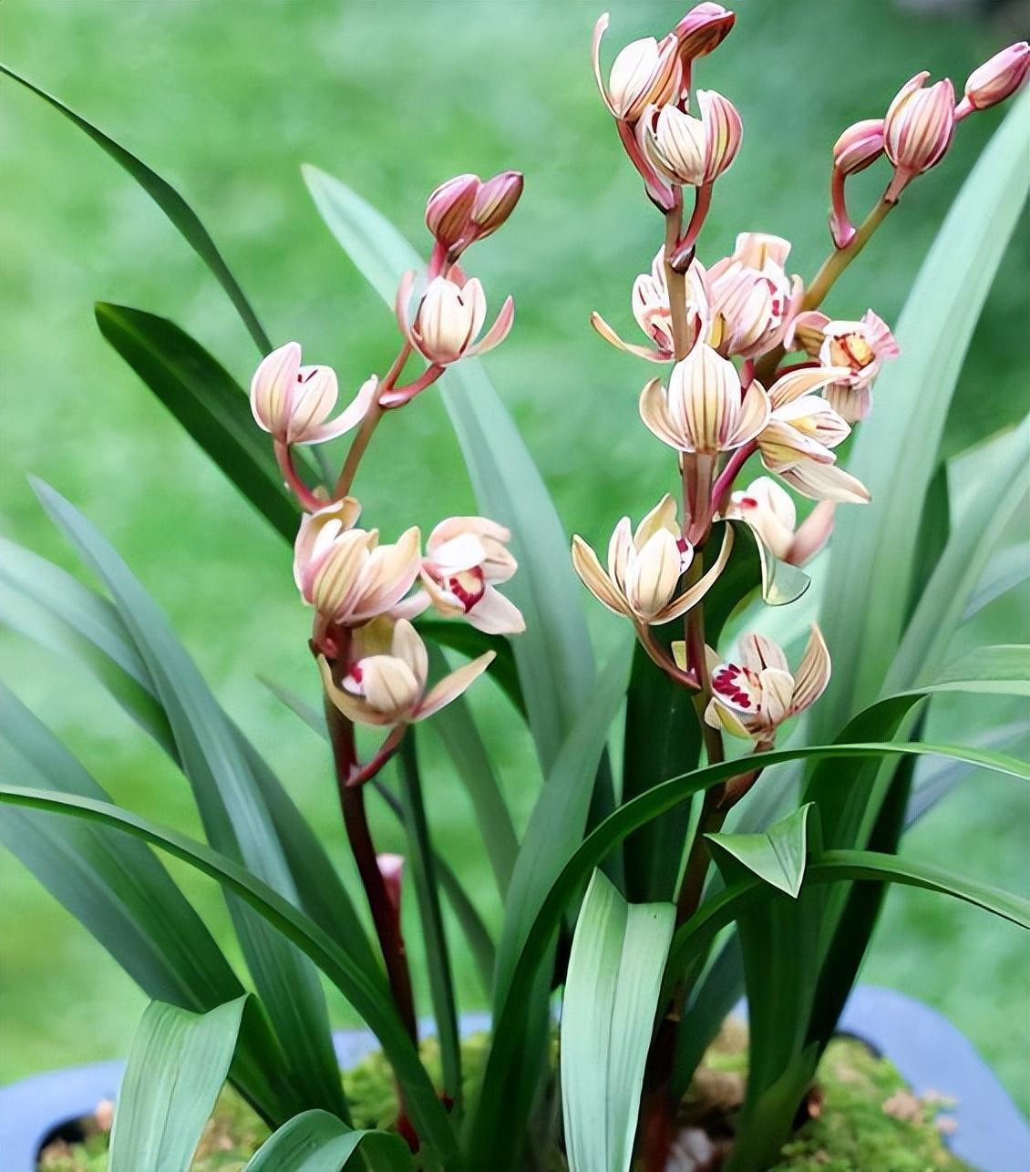 建兰名品"金荷"兰花,花型圆润,易花易芽,勤花勤草,性价比高