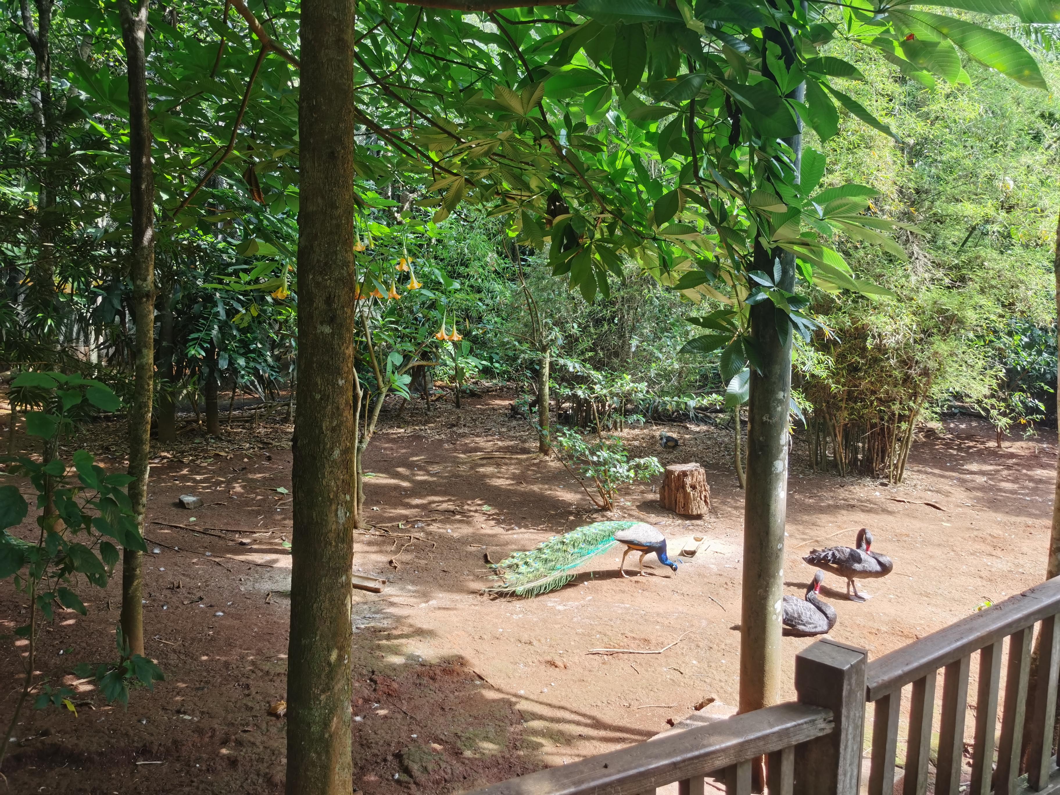 走近緬甸(19):彬烏倫的國家甘道基植物公園